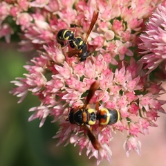 Parancistrocerus vagus