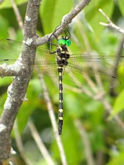 Macromia pacifica