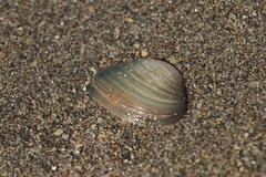 Coelaturini