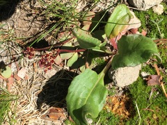 Micranthes aprica