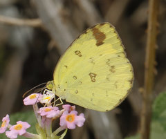 Eurema hecabe hecabe