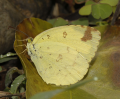 Eurema hecabe hecabe