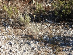 Lavandula pedunculata