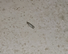 Lepidoptera