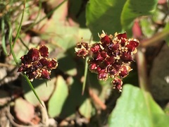 Micranthes aprica