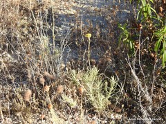 Lavandula pedunculata