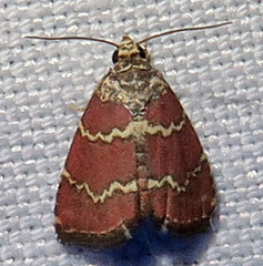 Phoenicophanta modestula