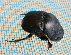Phanaeus texensis