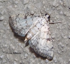 Hileithia differentialis