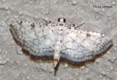 Hileithia differentialis