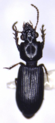 Clivina