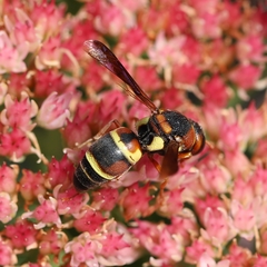 Euodynerus castigatus