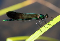 Calopteryx aequabilis