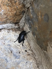Capnodis cariosa