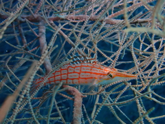 Oxycirrhites typus
