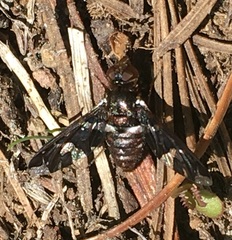 Exoprosopa caliptera