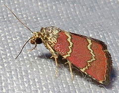 Phoenicophanta modestula