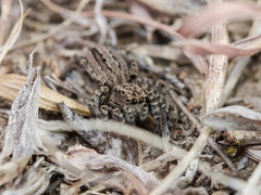 Phlegra obscurimagna