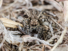 Phlegra obscurimagna