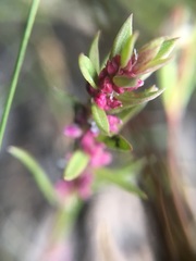 Polygonum polygaloides