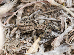 Phlegra obscurimagna