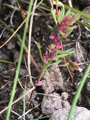 Polygonum polygaloides