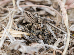 Phlegra obscurimagna