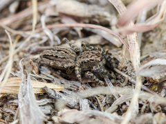 Phlegra obscurimagna