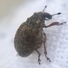 Rhinoncus inconspectus