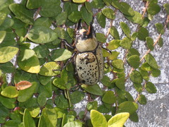 Dynastes hyllus