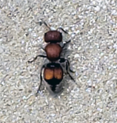 Pseudomethoca oceola