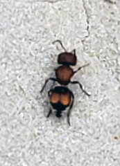 Pseudomethoca oceola