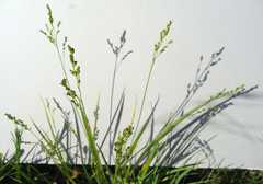 Dichanthelium perlongum
