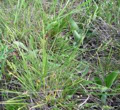 Dichanthelium perlongum