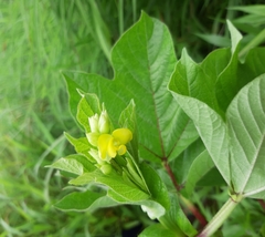 Vigna khandalensis