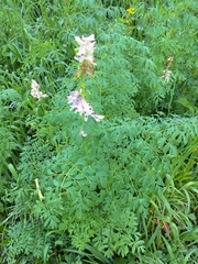 Corydalis caseana