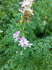 Corydalis caseana
