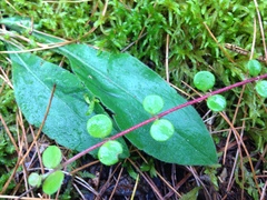 Linnaea borealis longiflora