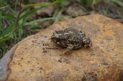 Anaxyrus compactilis