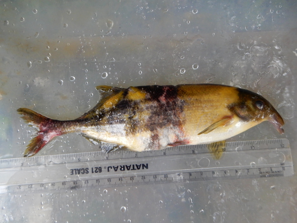 Cassai-olifantsvis (Campylomormyrus cassaicus) — Mormyridae