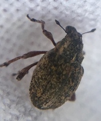 Rhinoncus inconspectus