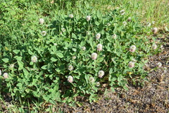 Trifolium ambiguum