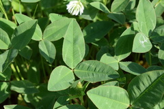 Trifolium ambiguum