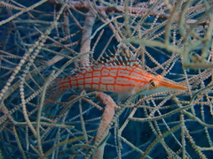 Oxycirrhites typus