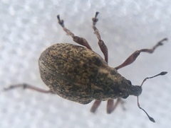 Rhinoncus inconspectus