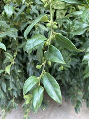 Buxaceae