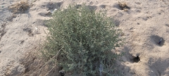 Heliotropium bacciferum