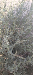 Heliotropium bacciferum