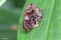 Arhopala abseus