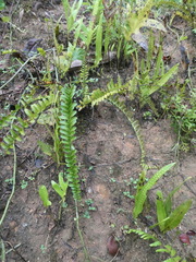 Asplenium longissimum